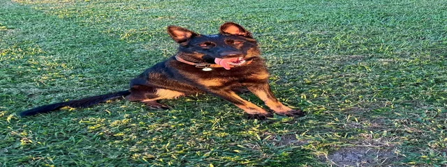 Lady Vonn Rott