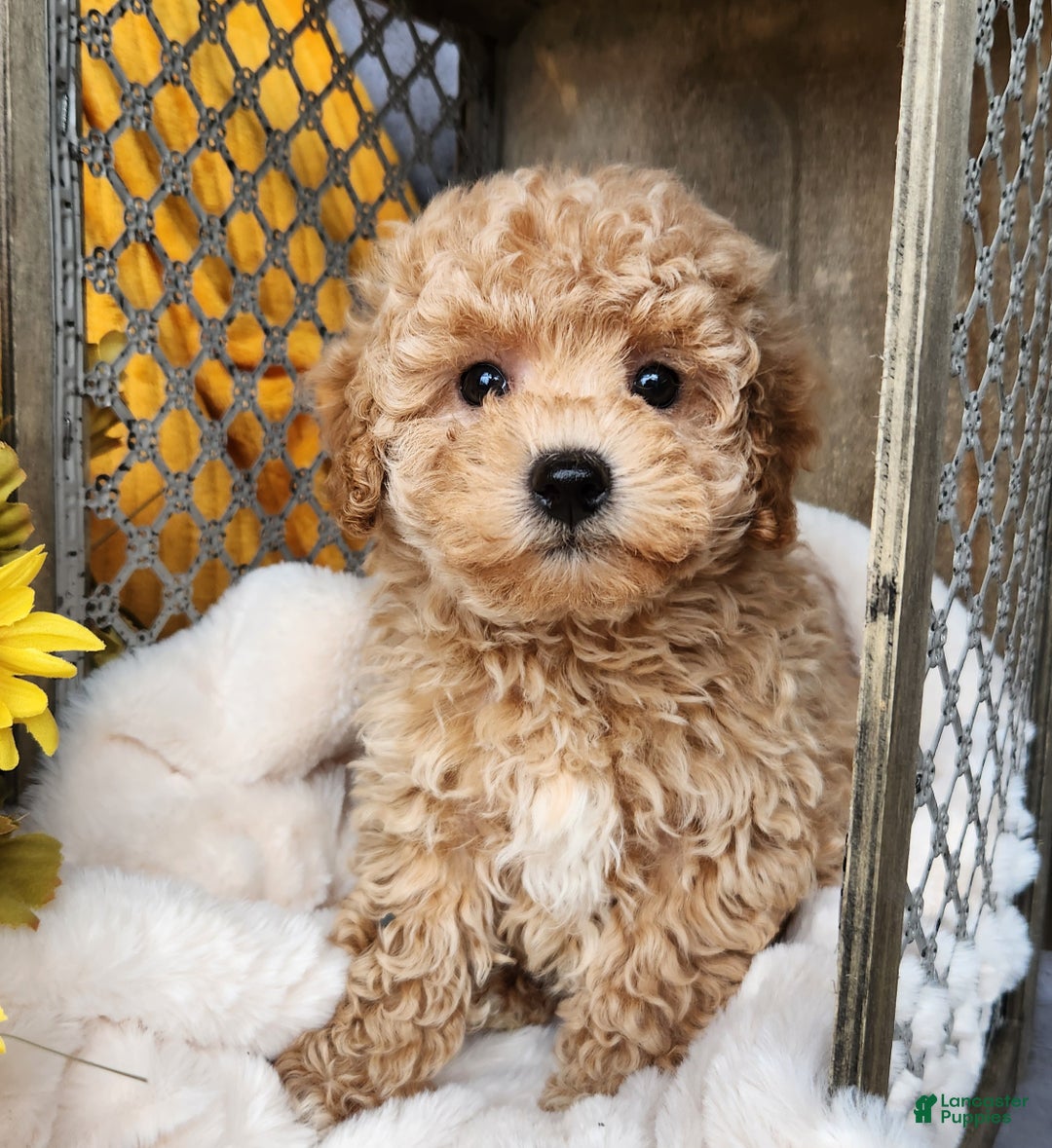 Toy Poodle dogs for sale: Cleo - Ad 4