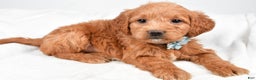 Mini Goldendoodle dogs for sale: Brooklyn - Ad 3