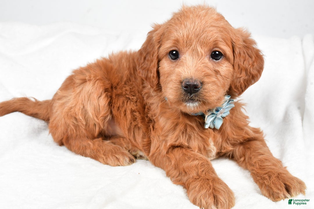 Mini Goldendoodle dogs for sale: Brooklyn - Ad 3