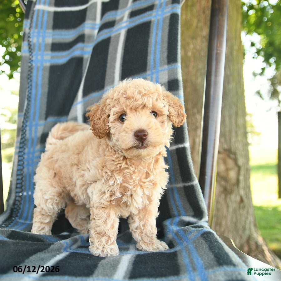 Bichpoo dogs Mac  - Ad 1