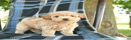 Bichpoo dogs for sale: Mac  - Ad 1