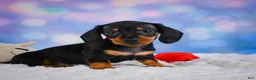 Miniature Dachshund dogs for sale: Ace - Ad 11