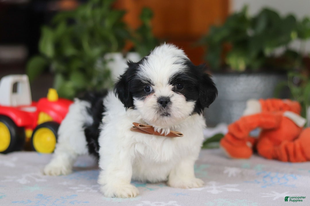 Shih Tzu dogs for sale: Gordon - Ad 7