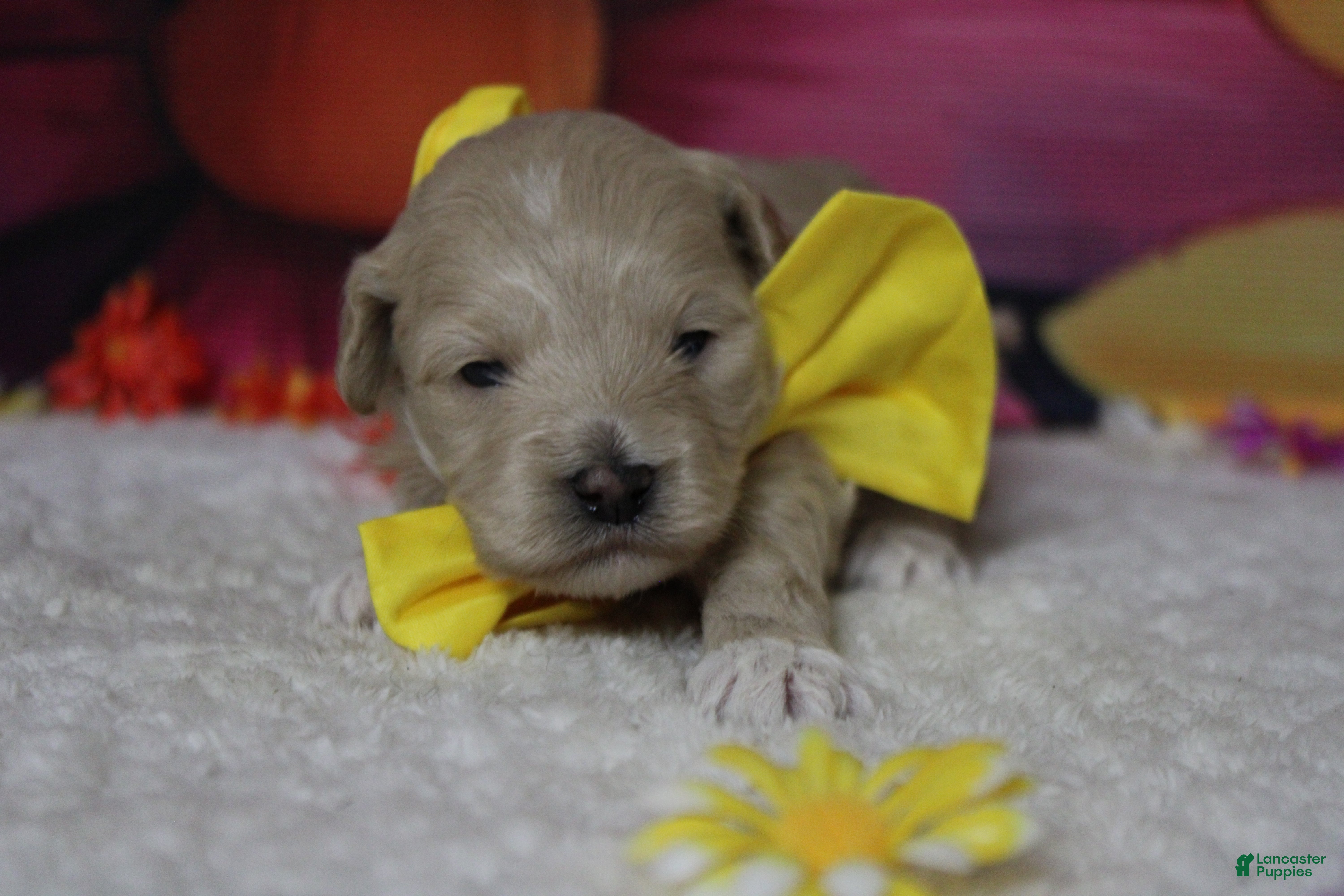 Havapoo dogs charlie  - Ad 2