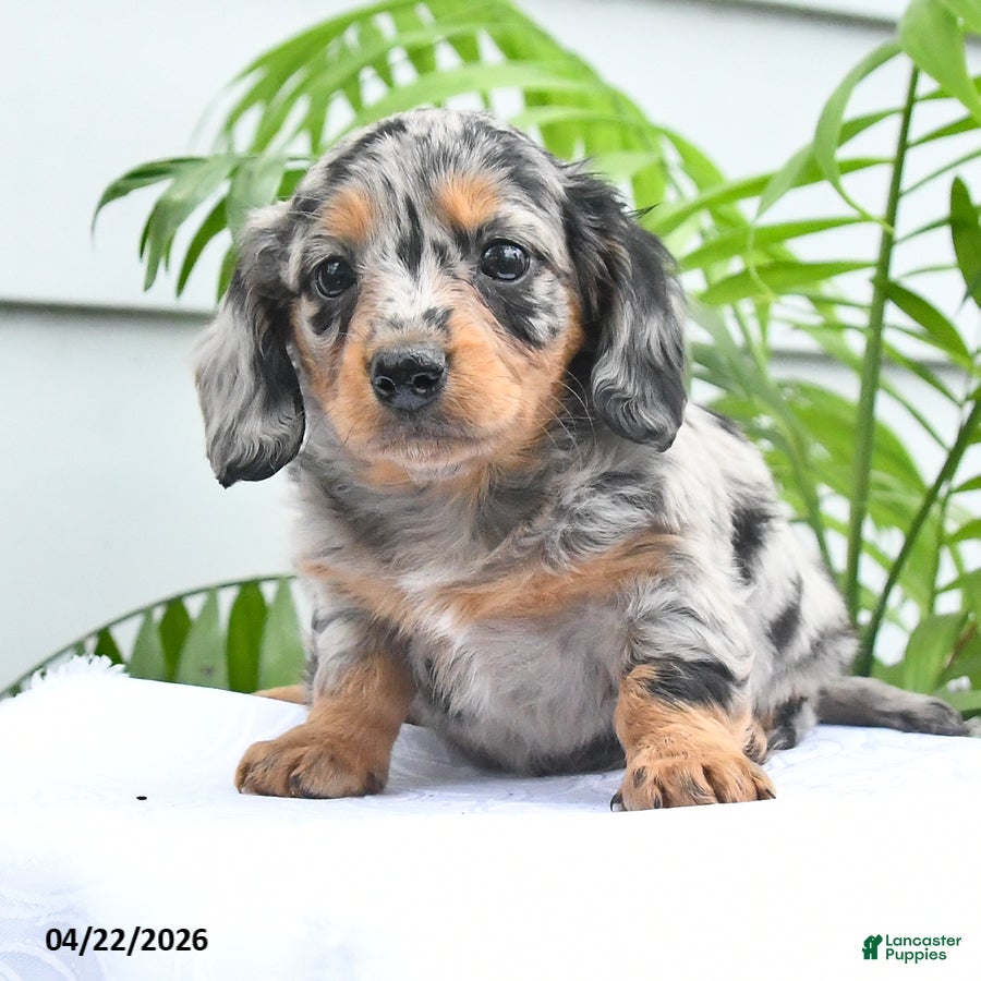 Dachshund dogs for sale: Tara - Ad 4