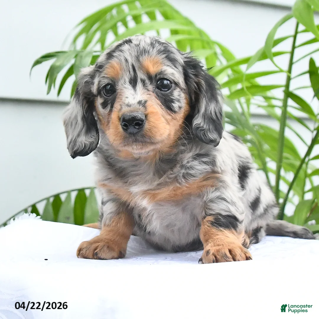 Dachshund dogs for sale: Tara - Ad 1