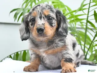 Dachshund dogs for sale: Tara - Ad 4