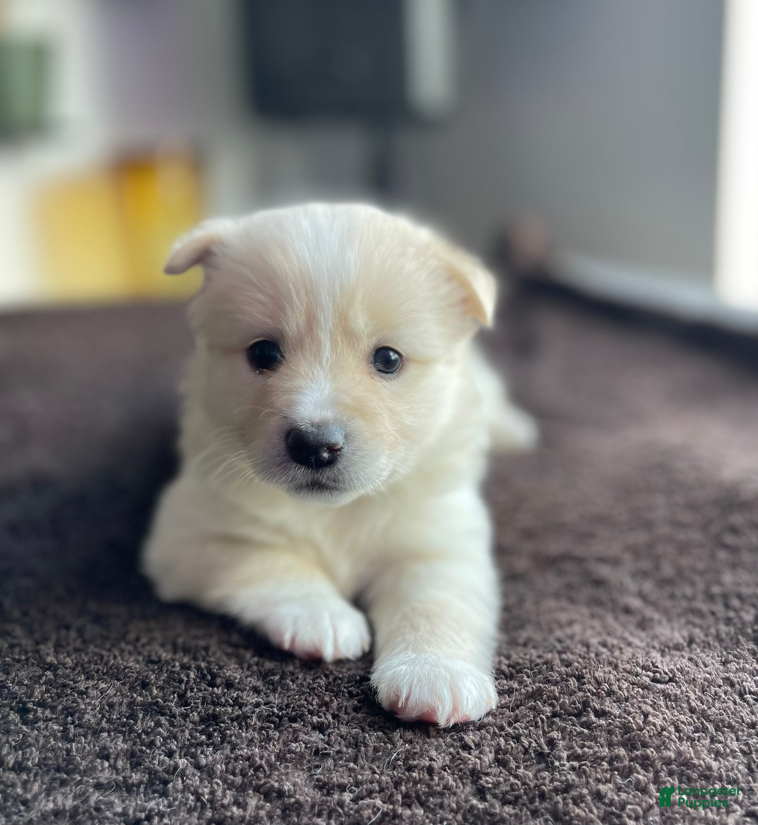 Alaskan Klee Kai dogs Lady Alona (Lady) - Ad 5