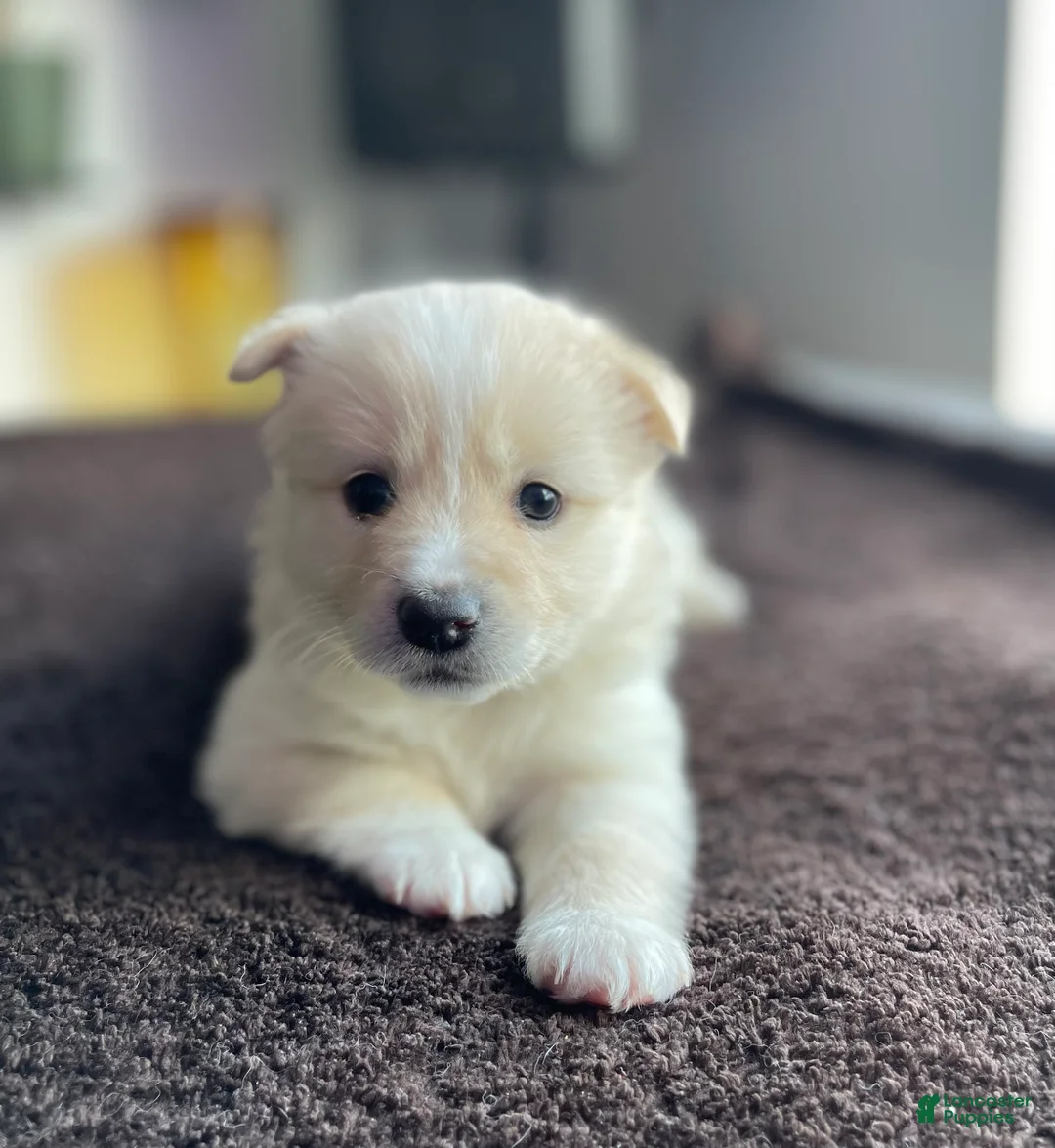 Alaskan Klee Kai dogs for sale: Lady Alona (Lady) - Ad 1