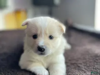 Alaskan Klee Kai dogs Lady Alona (Lady) - Ad 4