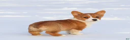 Welsh Corgi Pembroke dogs for sale: Karina Welsh Corgi Pembroke - Ad 12