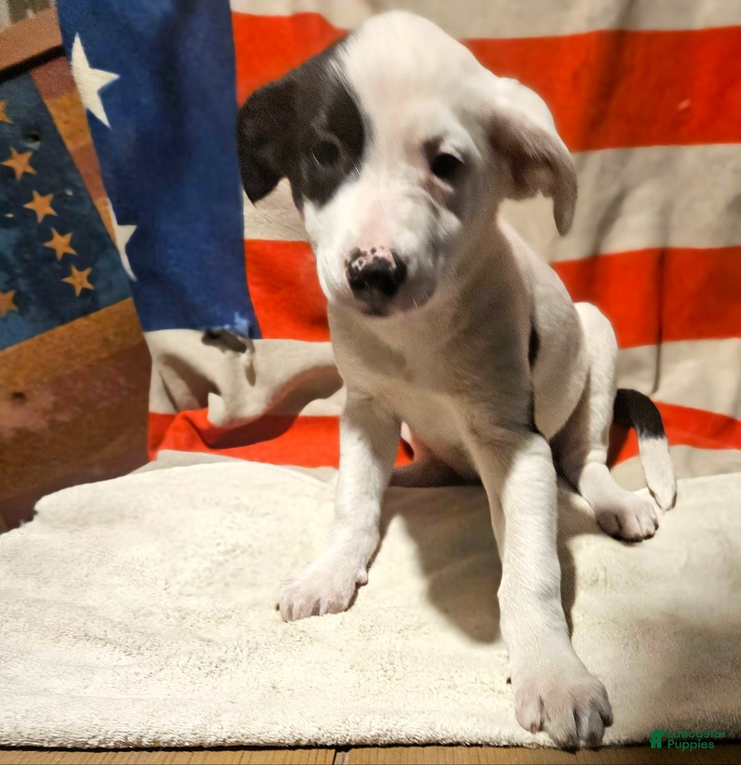 Border Collie dogs for sale: Dreami (Runt) - Ad 48