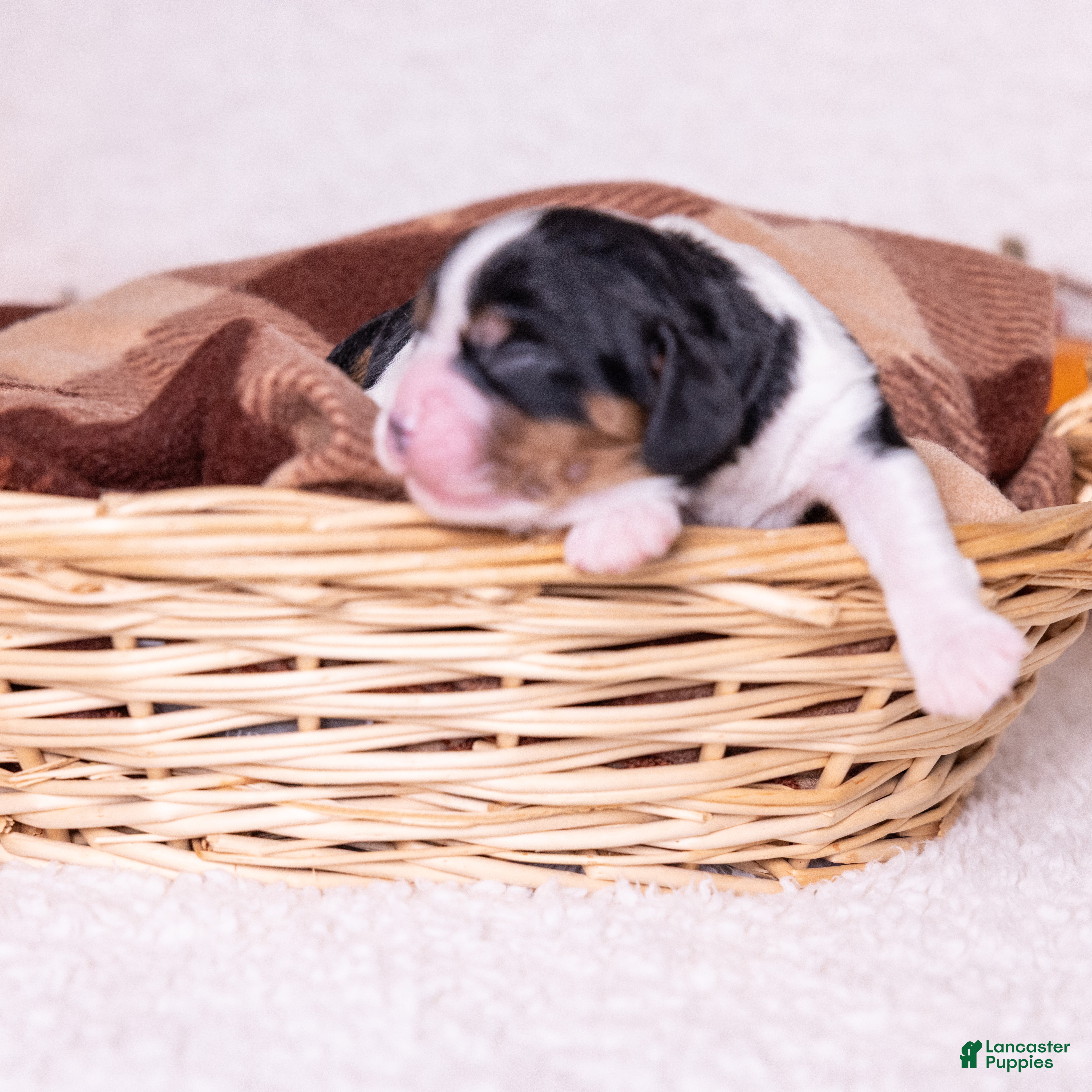Cavalier King Charles Spaniel dogs Eden - Ad 1