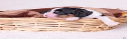 Cavalier King Charles Spaniel dogs for sale: Eden - Ad 1