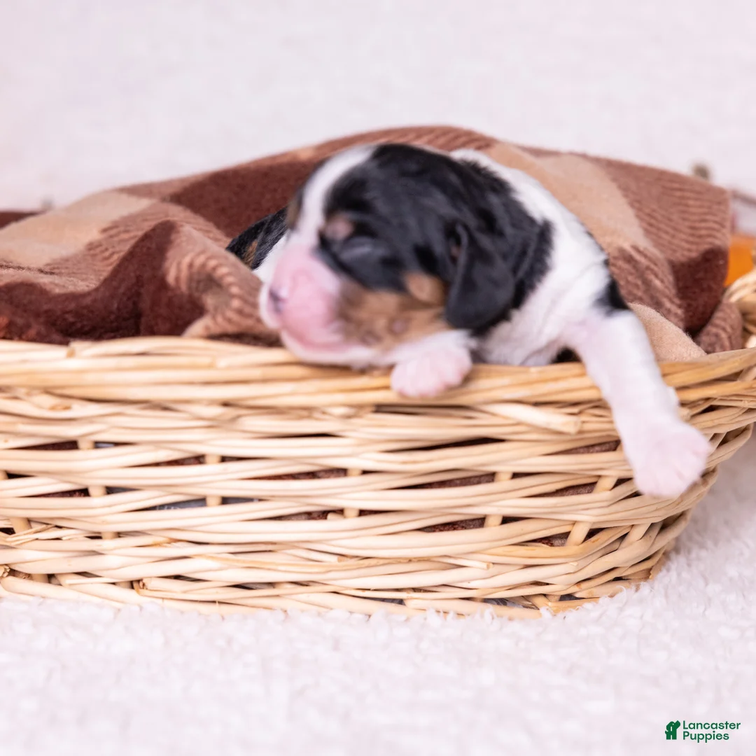 Cavalier King Charles Spaniel dogs for sale: Eden - Ad 1