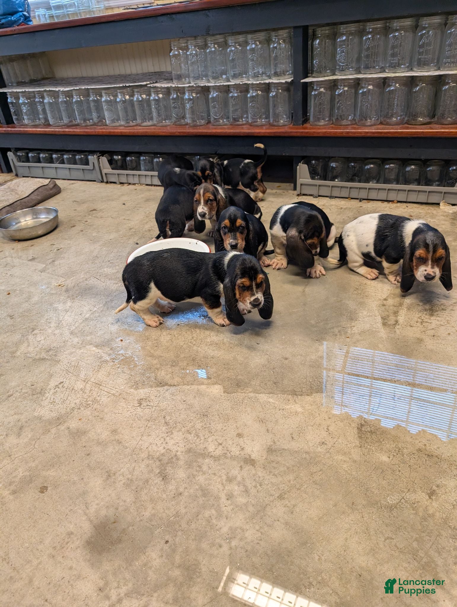 Basset Hound dogs Basset Hound 2 - Ad 24