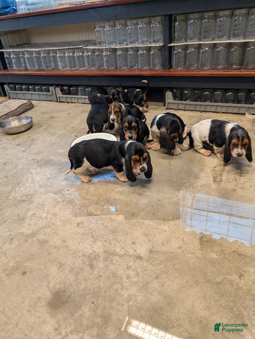 Basset Hound dogs for sale: Basset Hound 2 - Ad 1