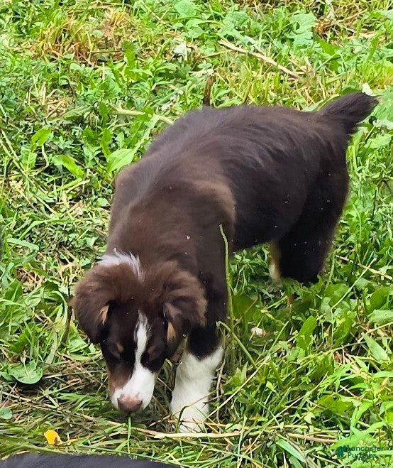 Australian Shepherd dogs Gabby red tri - Ad 28