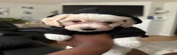 Bichpoo dogs for sale: Bichpoo 5 - Ad 4