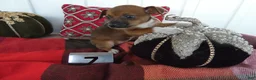 Chihuahua dogs for sale: Chihuahua 7 Goldy - Ad 2