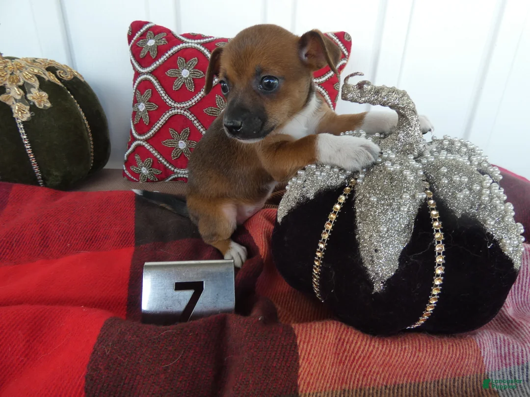 Chihuahua dogs for sale: Chihuahua 7 Goldy - Ad 2