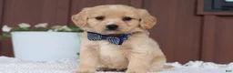 Miniature Golden Retriever dogs for sale: Miniature Golden Retriever Puppy 5 - Ad 3