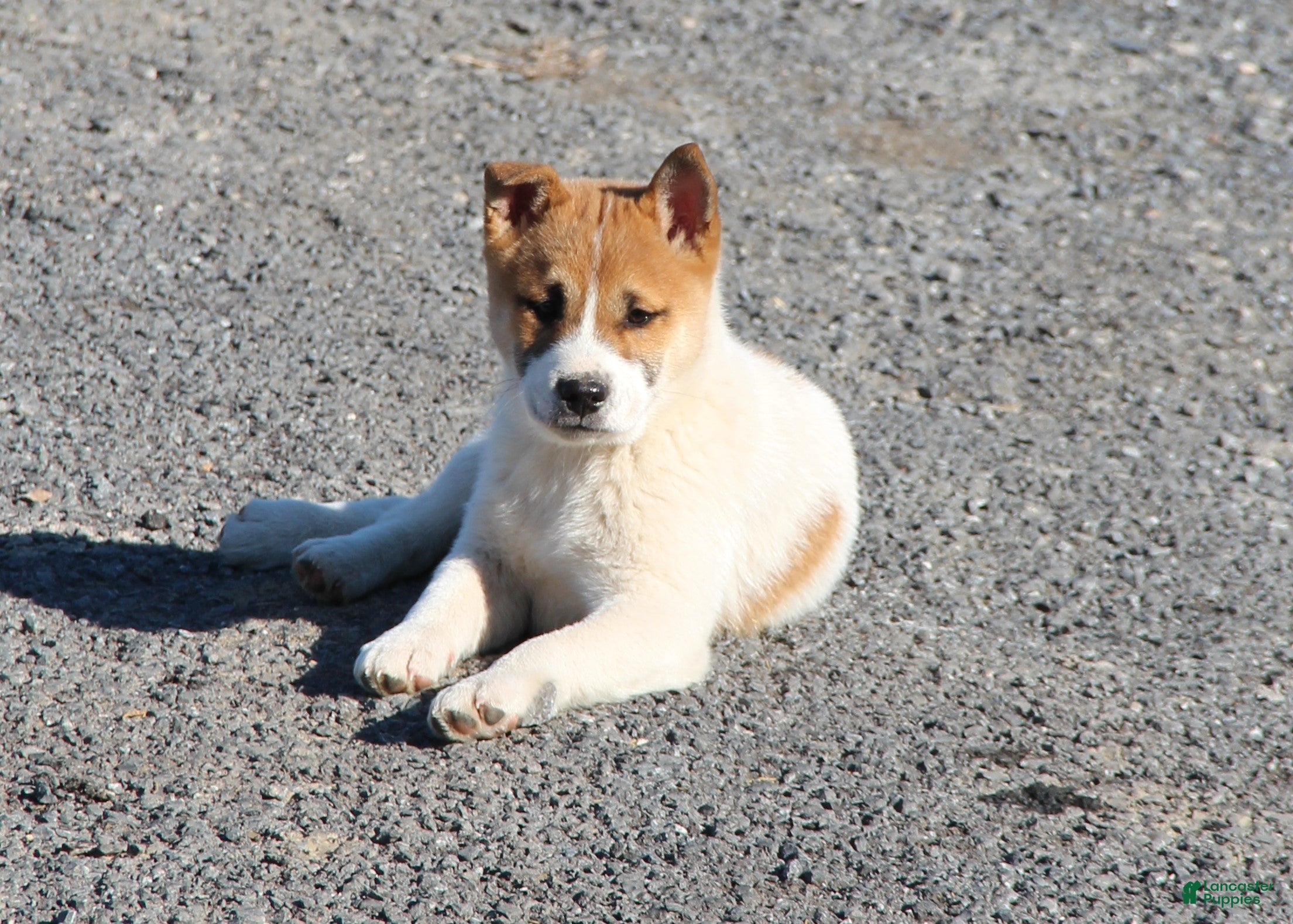 Mixed Breed dogs Frederick - Ad 1