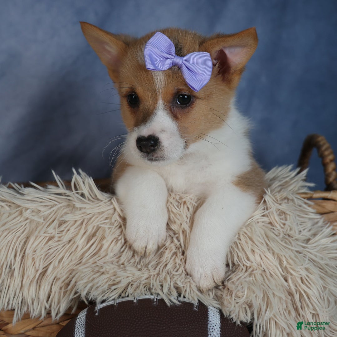 Welsh Corgi Pembroke dogs for sale: Dora - Ad 2
