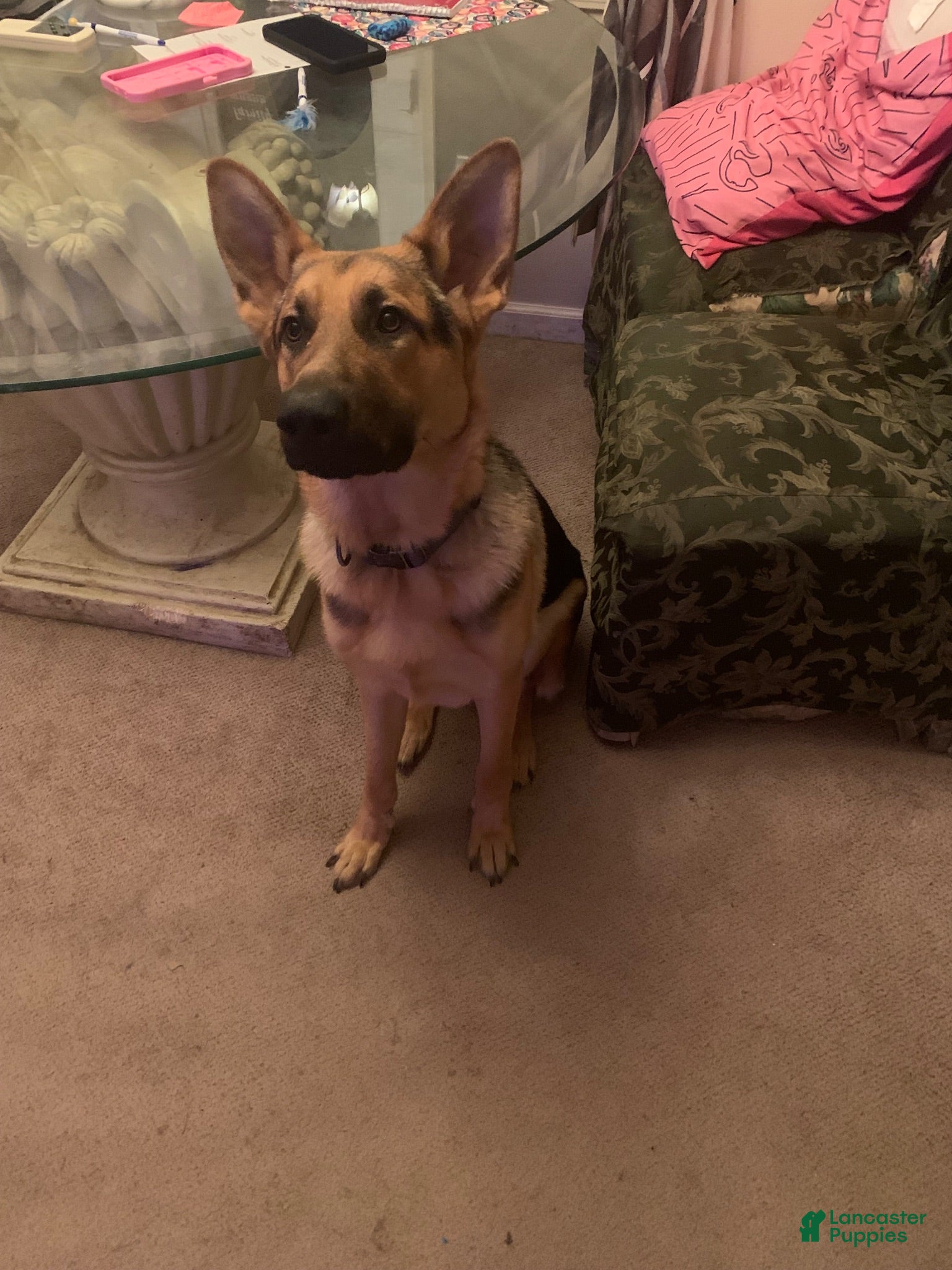 German Shepherd dogs German Shepherd 1 - Ad 4