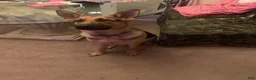 German Shepherd dogs for sale: German Shepherd 1 - Ad 1