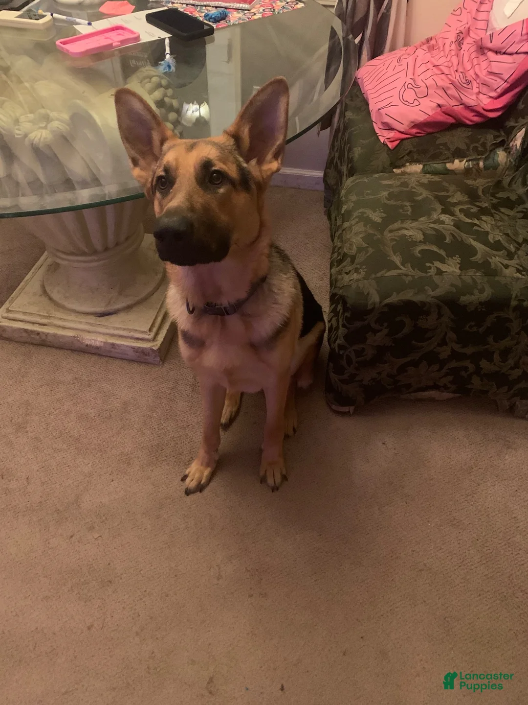 German Shepherd dogs for sale: German Shepherd 1 - Ad 1
