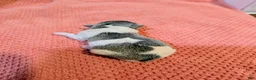 Rat Terrier dogs for sale: Jason - Mini Rat  - Ad 6