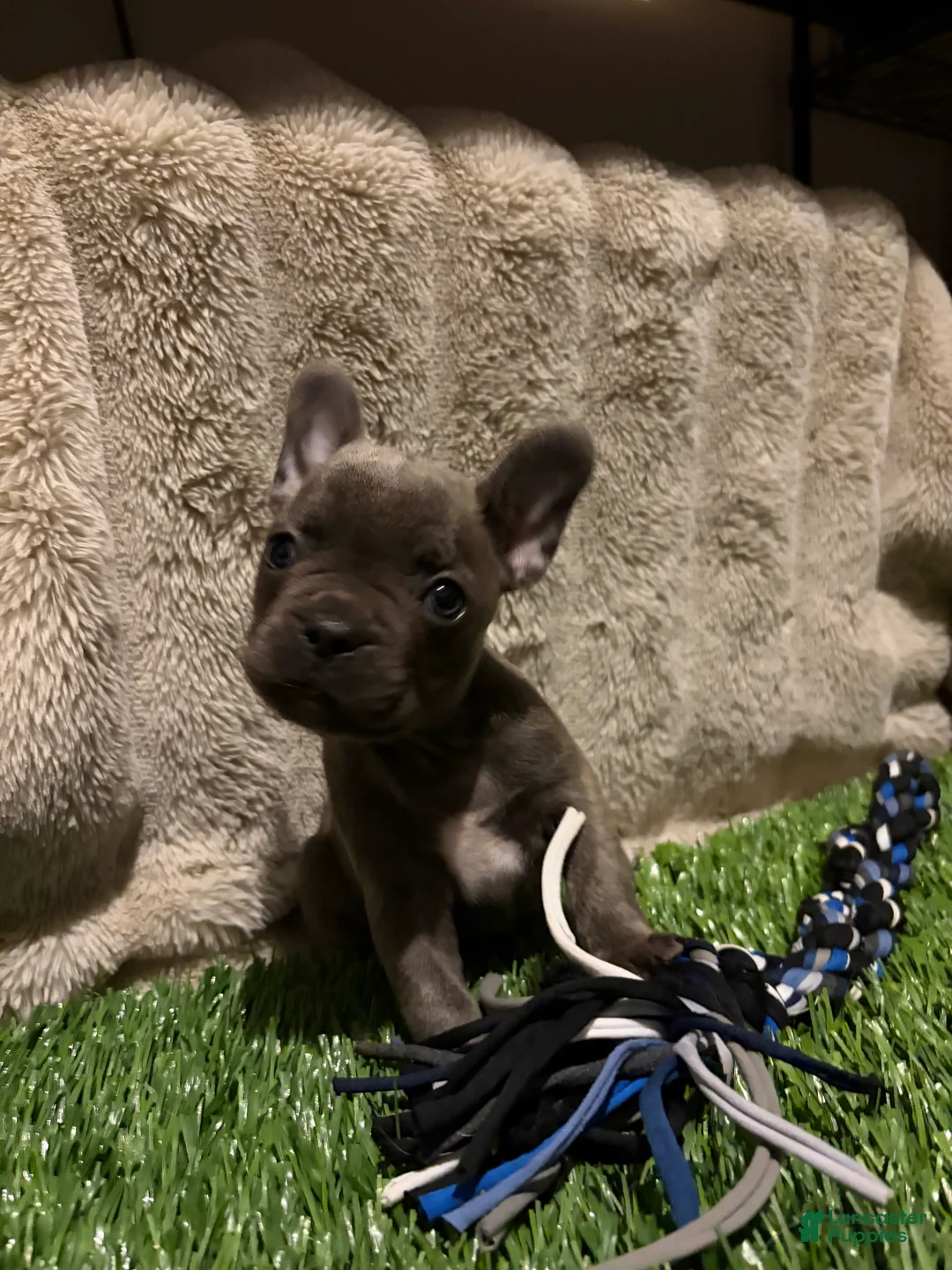 French Bulldog dogs for sale: Chunk - Ad 1