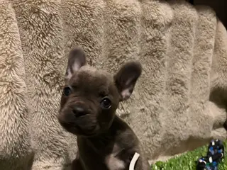 French Bulldog dogs Chunk - Ad 3