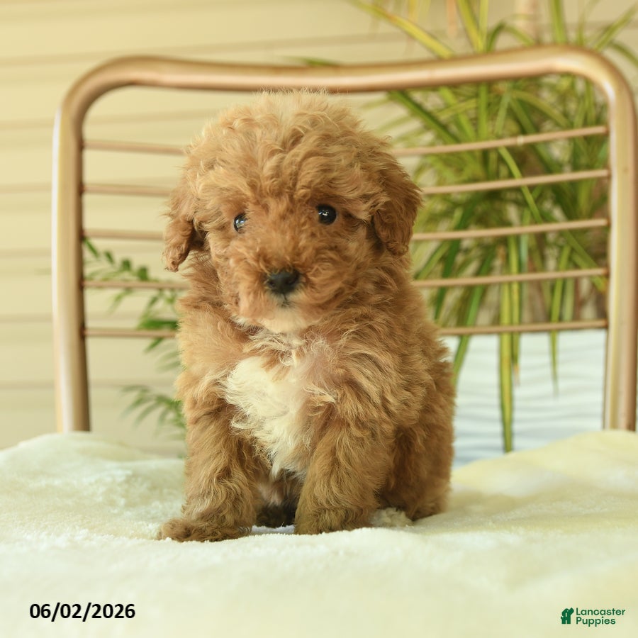 Miniature Poodle dogs for sale: Quincy - Ad 4
