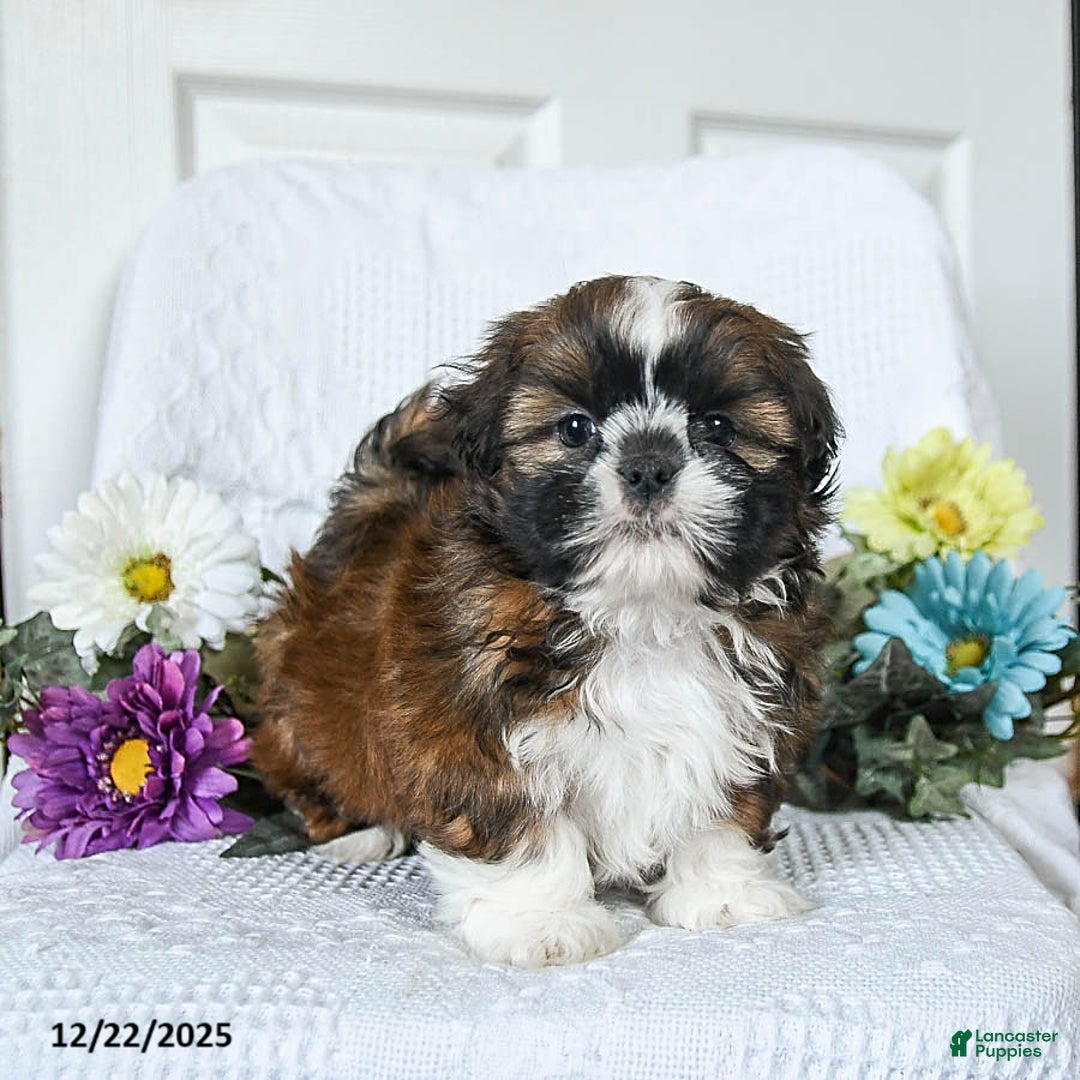 Shih Tzu dogs for sale: Ferris - Ad 2