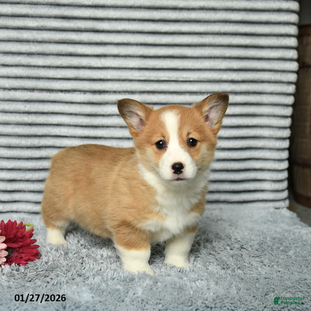 Welsh Corgi Pembroke dogs for sale: Crumbles - Ad 3