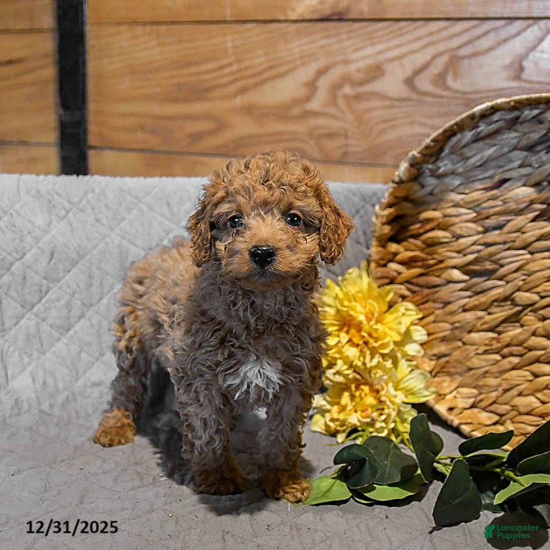 Mini Goldendoodle dogs for sale: Scarlet - Ad 3