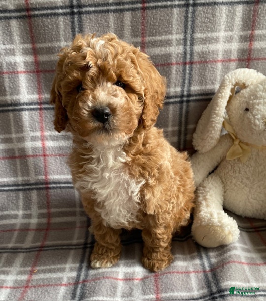Miniature Poodle dogs for sale: Rocky - Ad 3