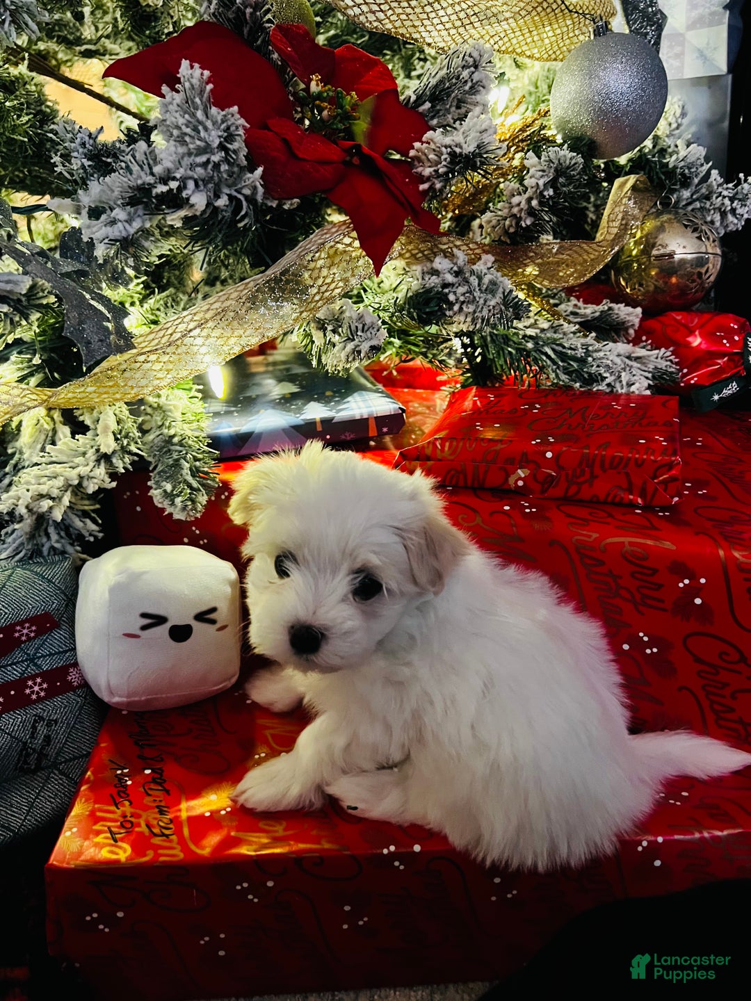 Maltese dogs for sale: Marshmallow - Ad 3