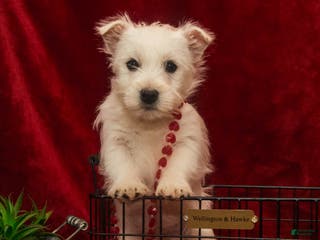West Highland Terrier dogs Blitzen - Ad 11