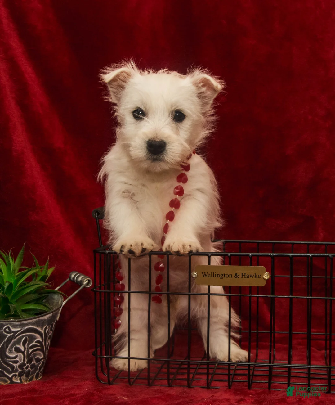 West Highland Terrier dogs for sale: Blitzen - Ad 1