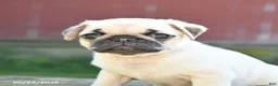 Pug dogs for sale: Lucy - Ad 3