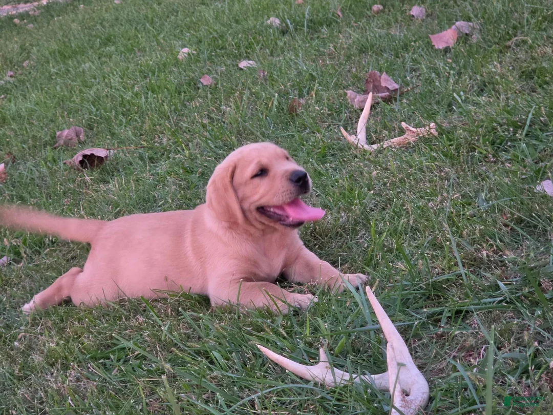 Labrador Retriever dogs for sale: Meet Your New Best Friend! Beautiful Yellow Male Labrador Retriever Puppies Available 💛 - Ad 2
