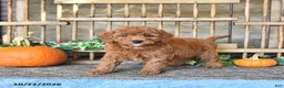 Mini Goldendoodle dogs for sale: Beverly - Ad 3