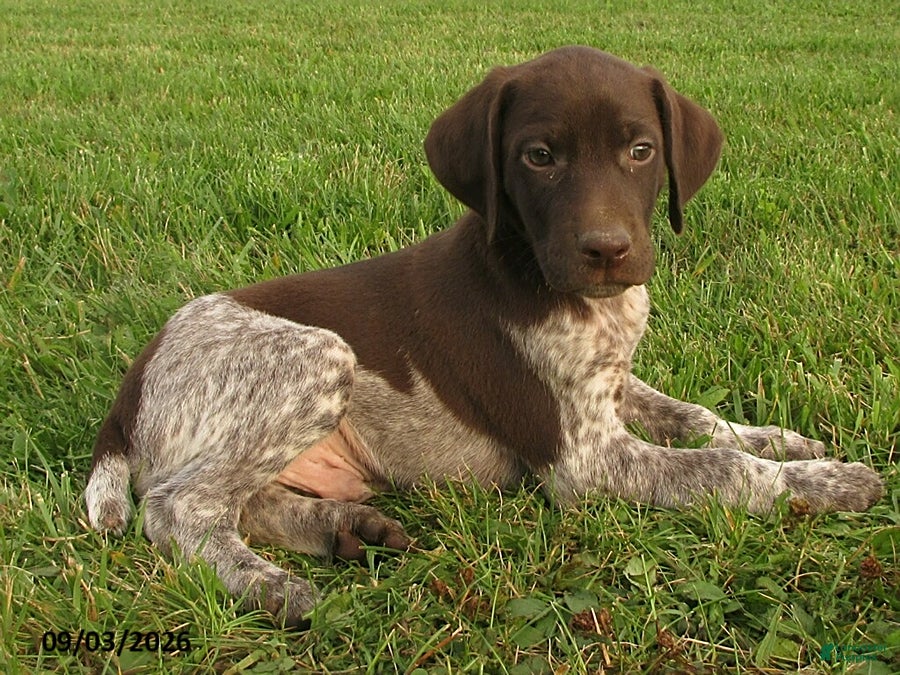 German Shorthaired Pointer dogs Bryson - Ad 2