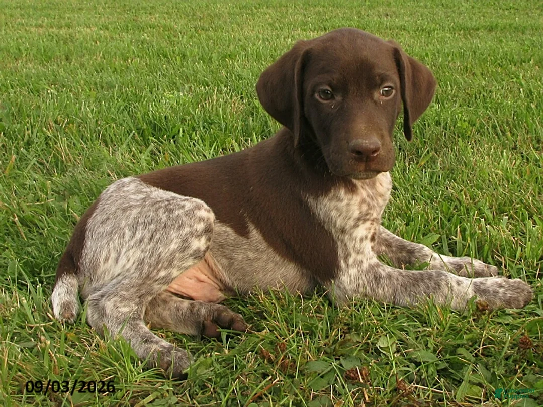 German Shorthaired Pointer dogs for sale: Bryson - Ad 2