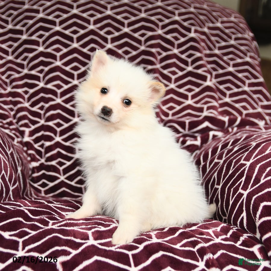 Mixed Breed dogs London - Ad 2