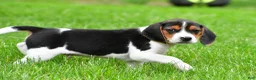 Beagle dogs for sale: Bo - Ad 7